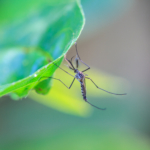 Allt om zikavirus